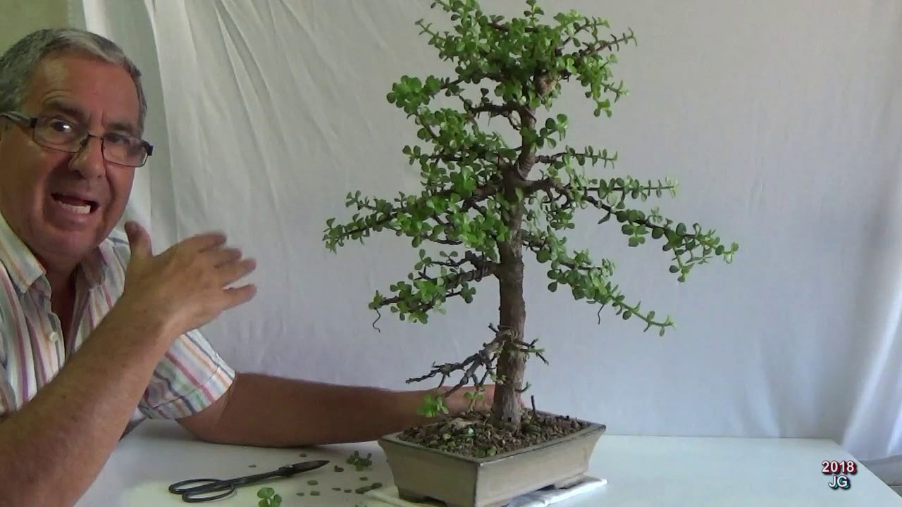 Portulacaria Afra  desde 0+1  5ª parte  Defoliado y poda drástica del ápice 2018  Erecto formal