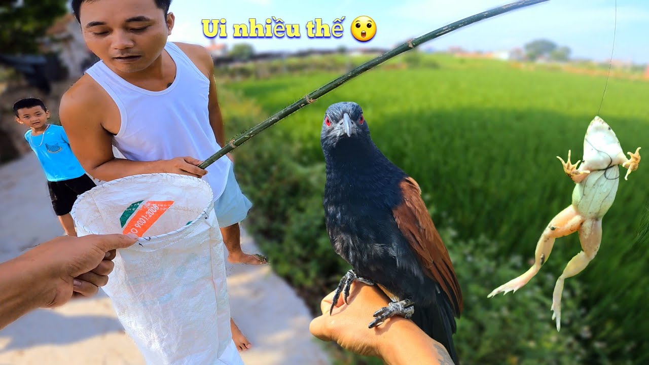 Câu Nhái Theo Phong Cách Cổ Xưa Kiếm Mồi Cho Những Chú Chim Bìm Bịp / Quế Nghịch