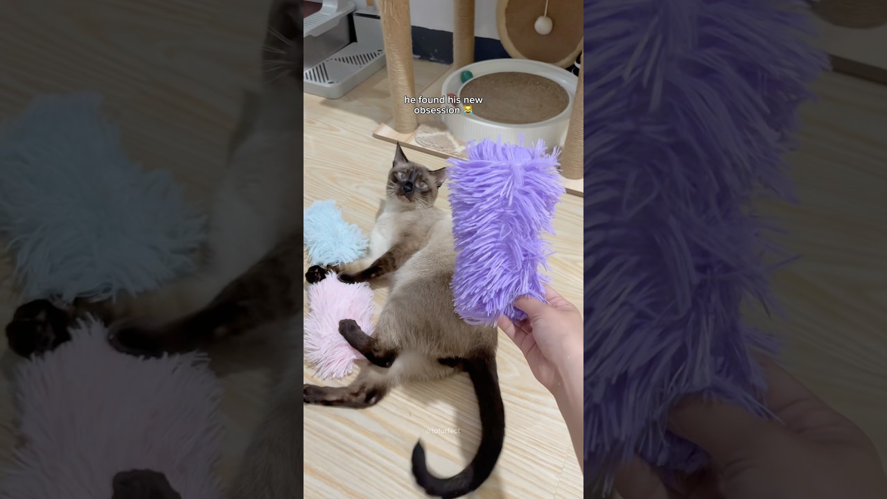 catnip pillow toy for cats 🌿 #cat