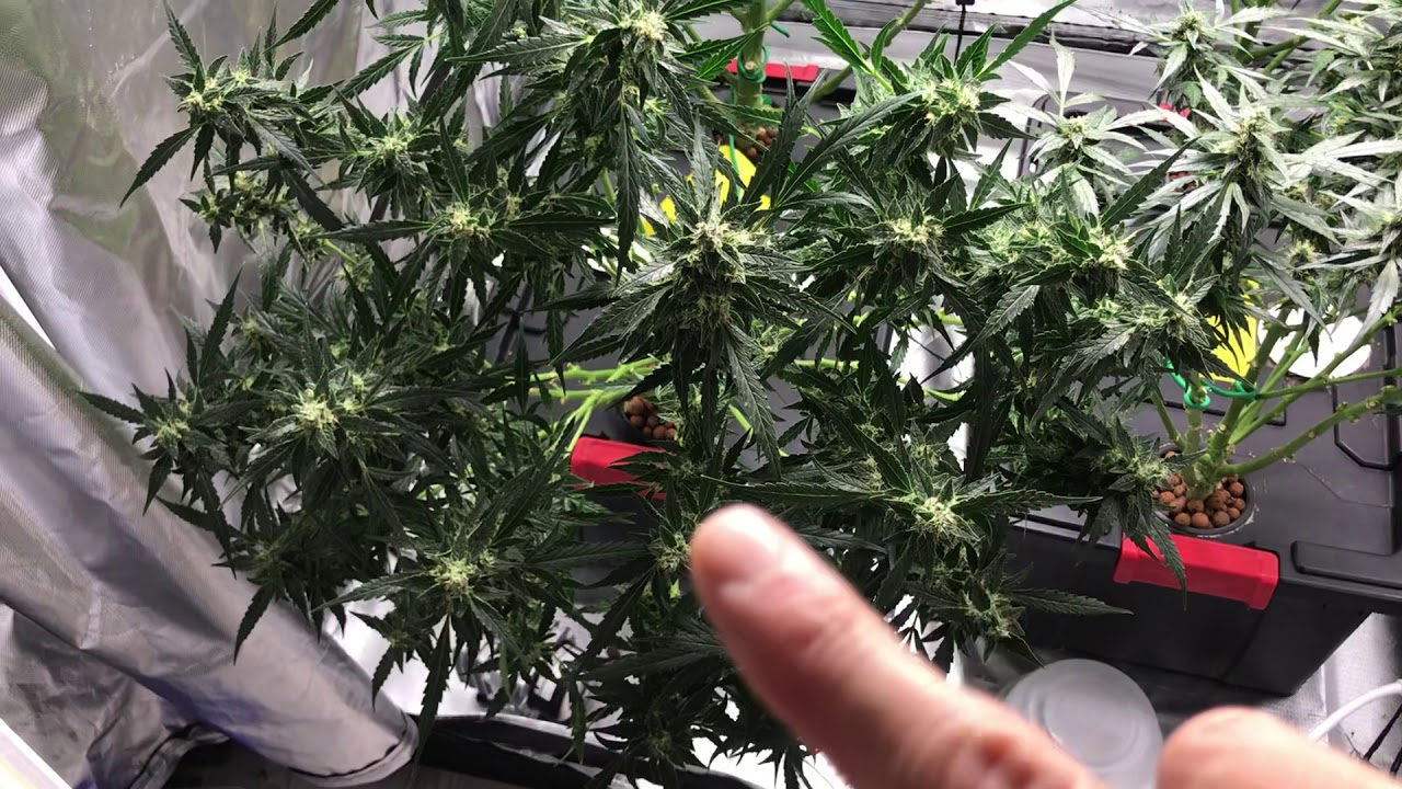 ILGM autoflower mixpack WEEK 9 update!