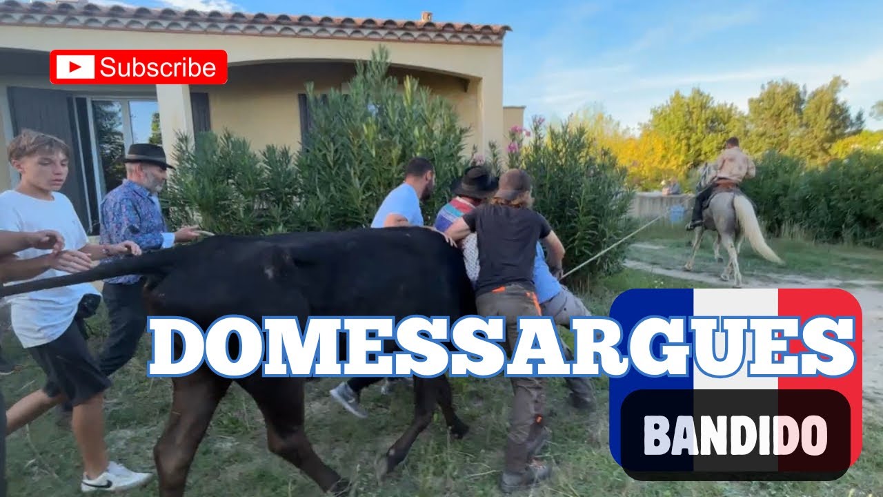 🔴 On a récupérer le taureau dans le jardin 🫣journée taurine du 20/09/2025 Manade ARLATENCO ✴️
