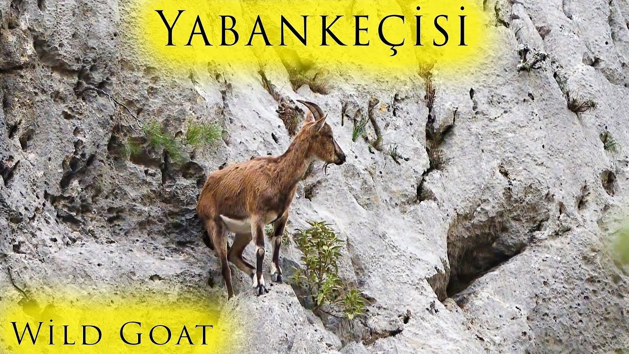 Yabanke&ccedil;isi | Wild Goat | Capra aegagrus | Antalya | Manavgat | Nikon D500
