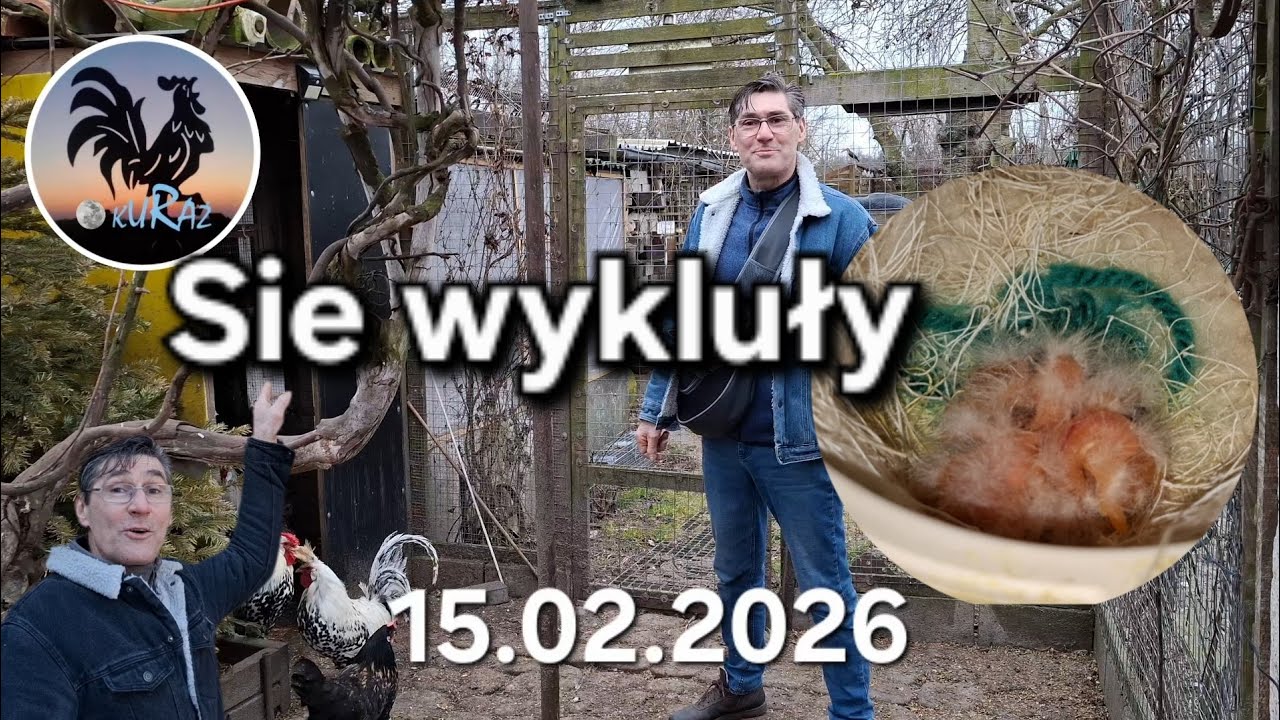 Kanarki,  głównie kanarki # kanarki  # kury 