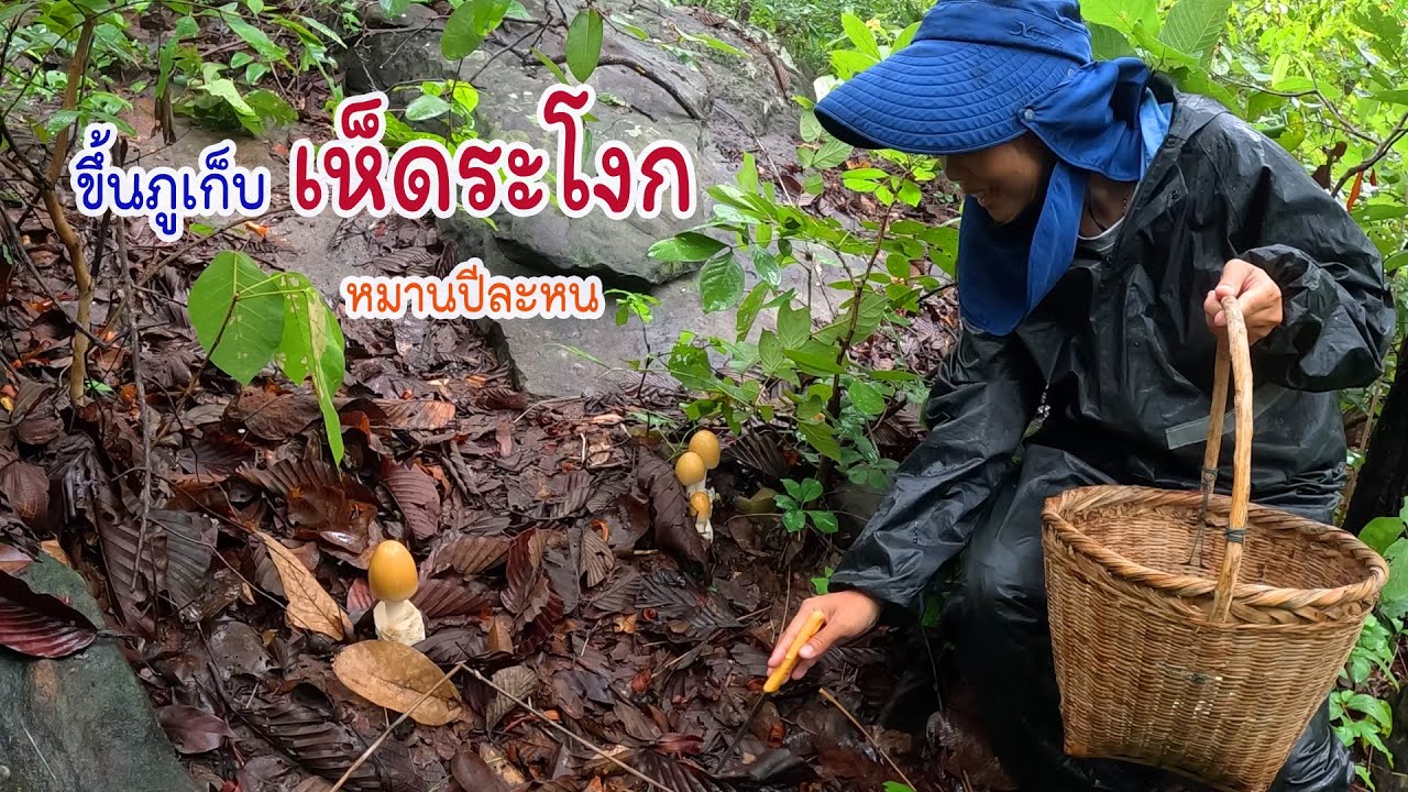 ปีละหนขึ้นเขาเก็บเห็ดระโงกเหลือง สุดยอดอาหารอีสานบ้านเฮา