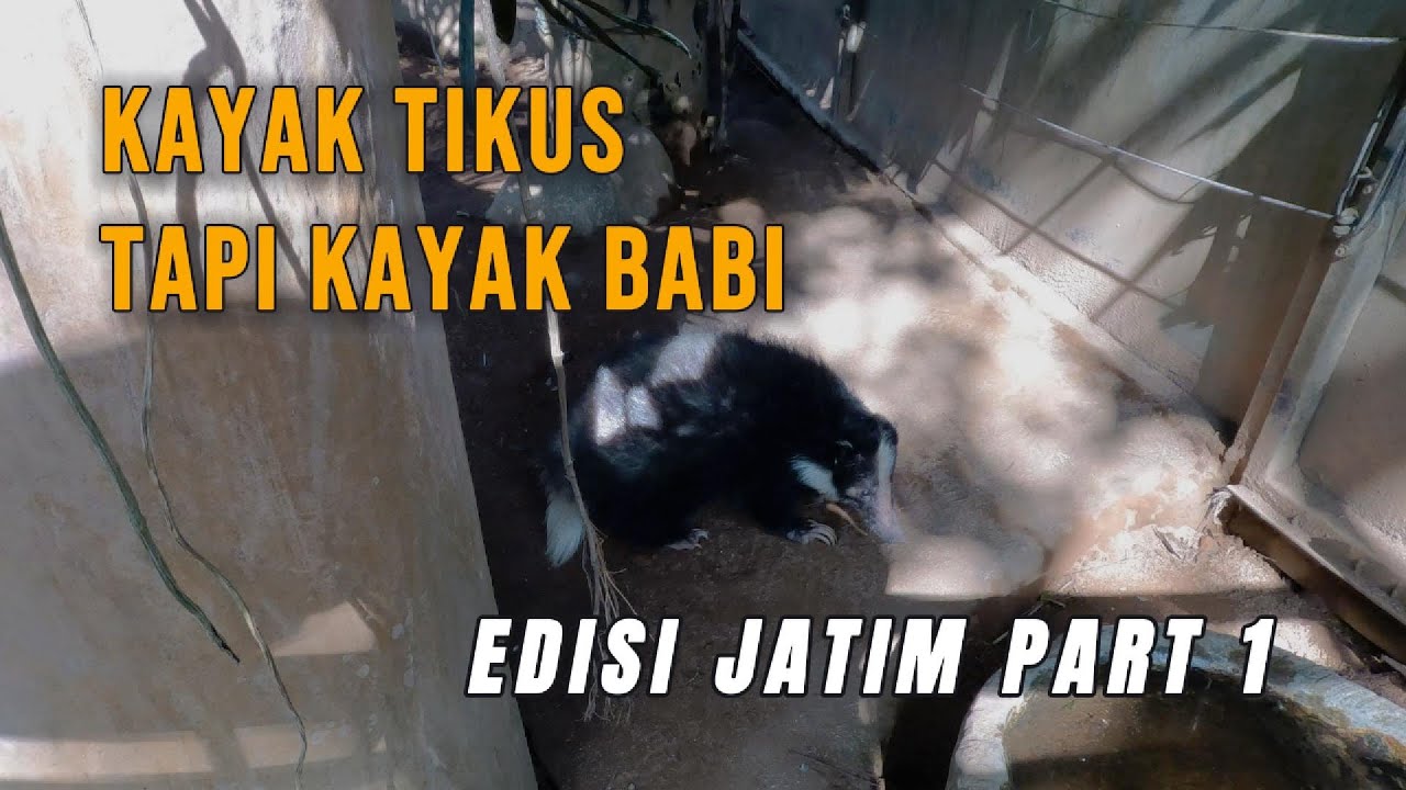 SIDAK KOLEKSI HEWAN #part1