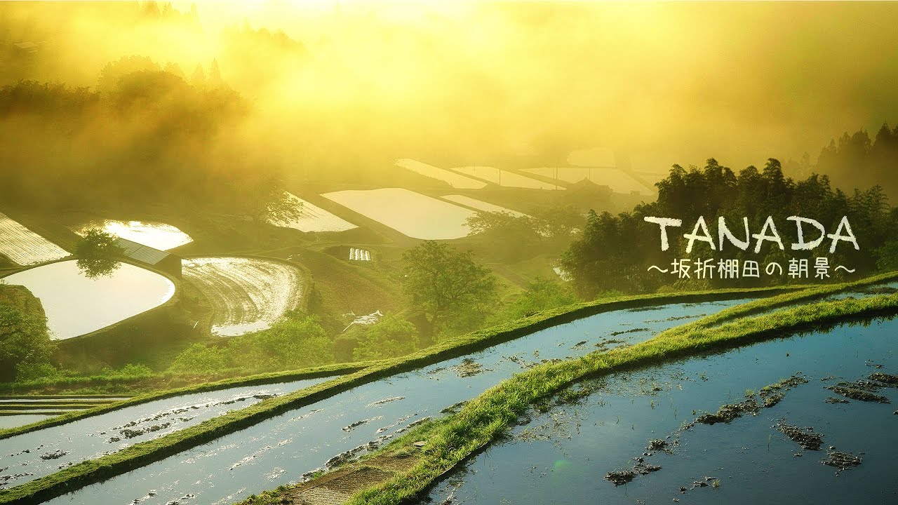 坂折棚田 の朝景