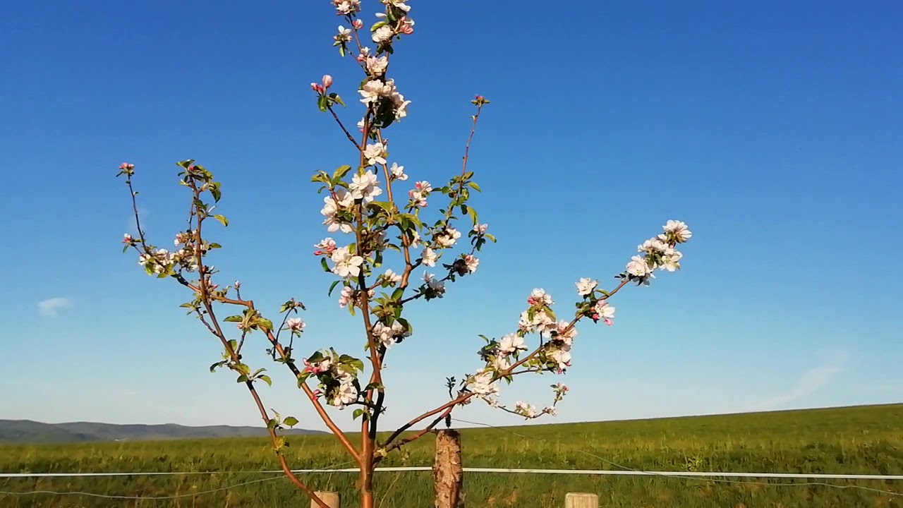 Rundgang auf der Streuobstwiese w&auml;hrend der Bl&uuml;te mit Sortenkunde