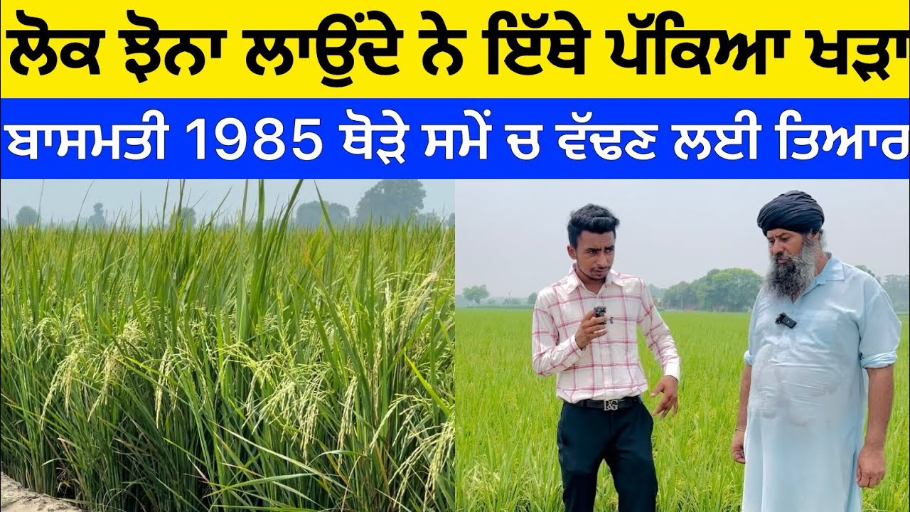 Paddy Basmati 1985 ਜੁਲਾਈ ਚ ਪੱਕ ਕੇ ਤਿਆਰ