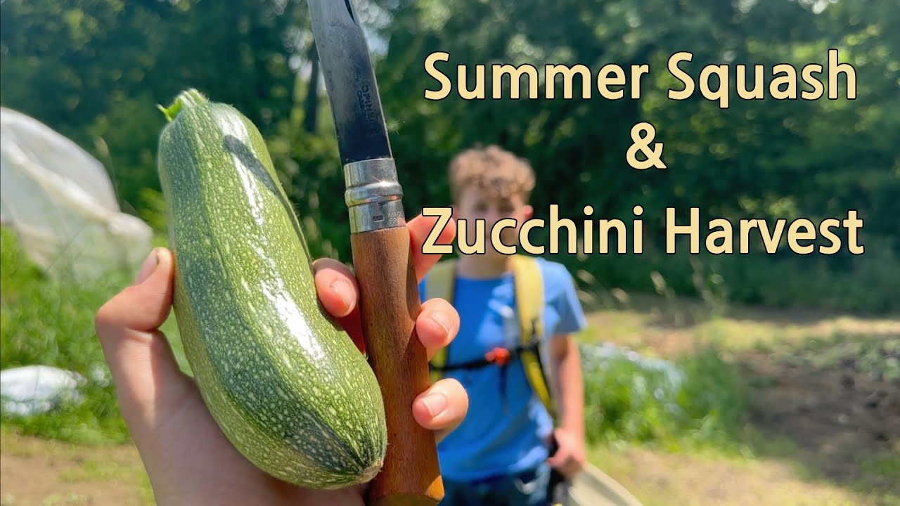 Harvesting Zucchini & Summer Squash | Garden Overflow!