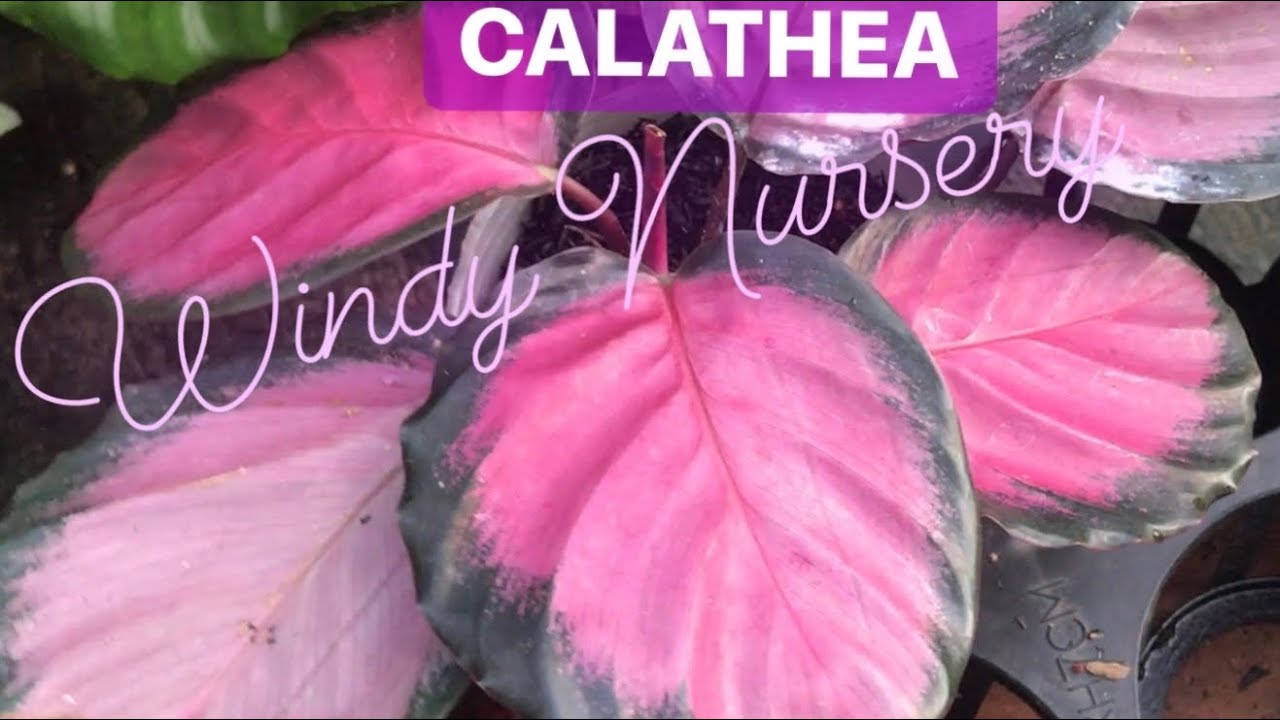 CALATHEA | Windy Nursery