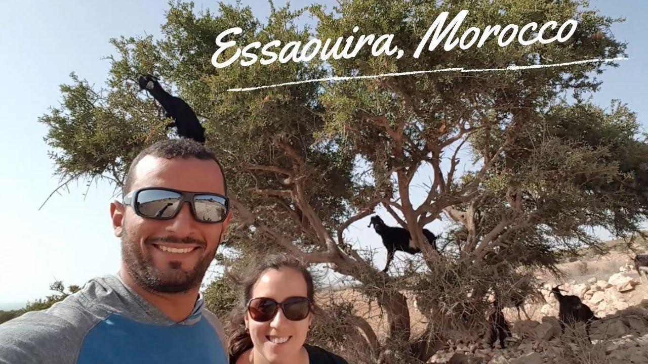 Goats in Trees and other fun things in Essouira, Morocco!