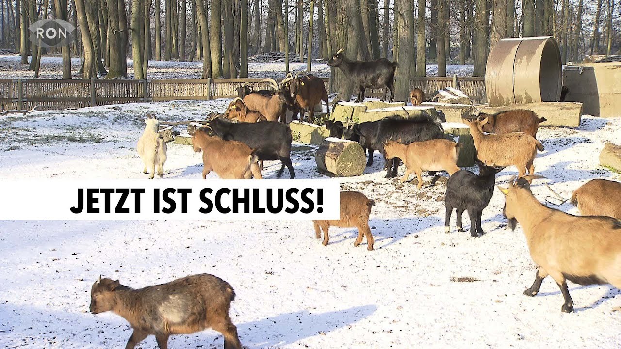 Tiere gequ&auml;lt und missbraucht | RON TV