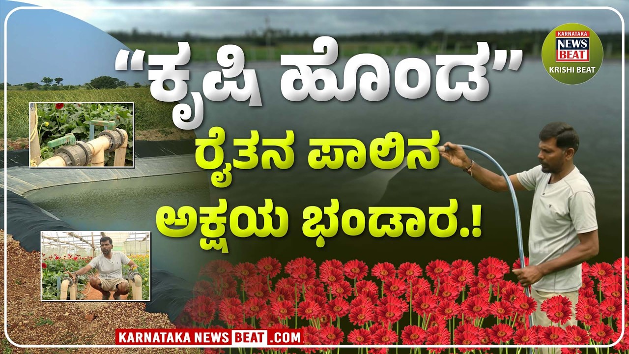 ಬತ್ತದ ಭೂಮಿಗೆ ಭಾಗ್ಯದ ಗಂಗೆ! |  Gerbera Farming  | KNB