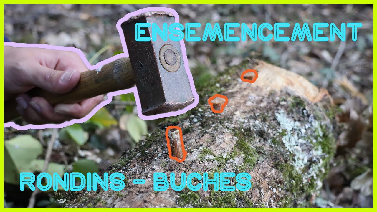 🍄ENSEMENCER des CHAMPIGNONS sur BUCHES / RONDINS avec des CHEVILLES de BOIS