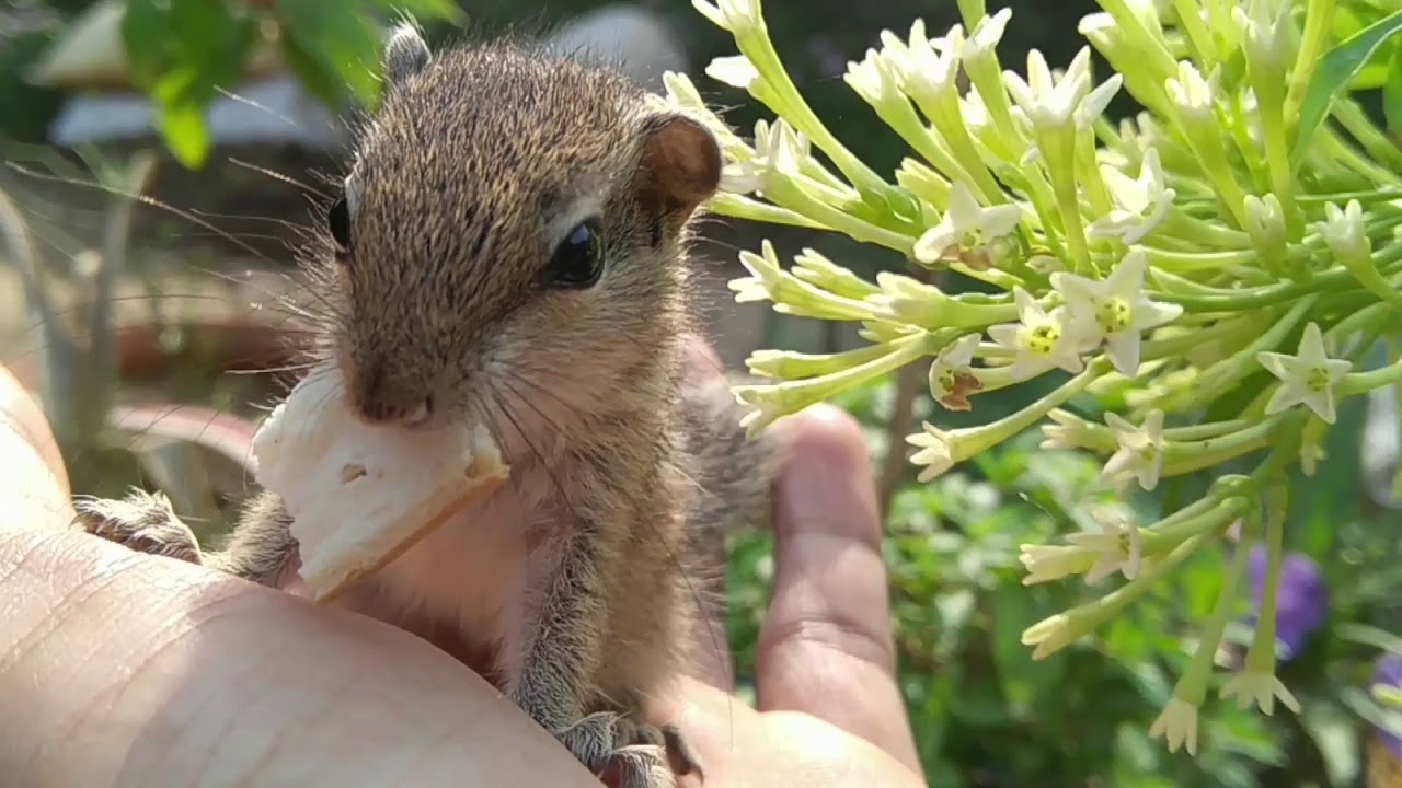 Leo the Indian Palm Squirrel: Video Journal #1