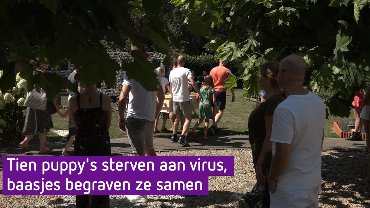 Tien puppy's uit hetzelfde nest begraven: 'Dit is vreselijk, dit wil je niet'