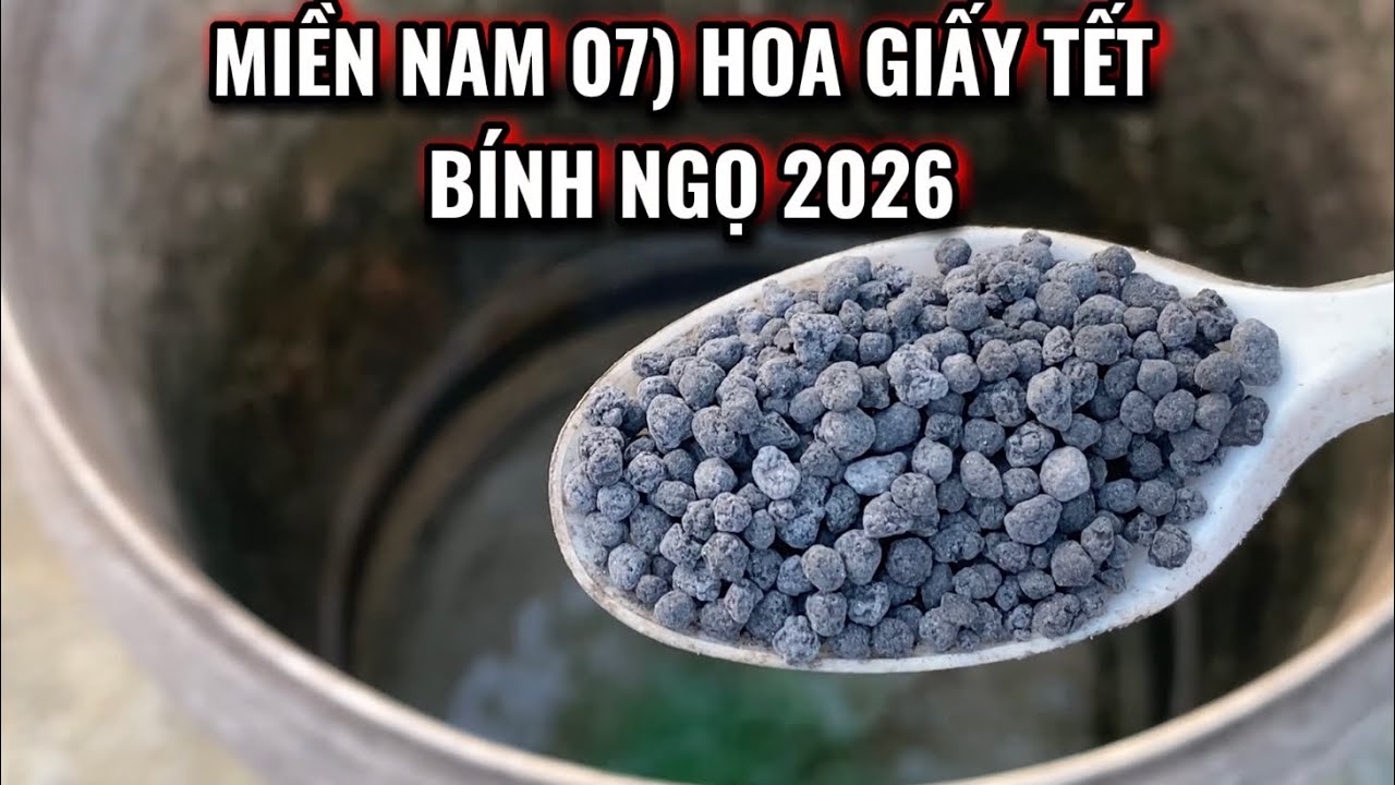 MIỀN NAM 08) Hoa giấy Tết Bính Ngọ 2026. 