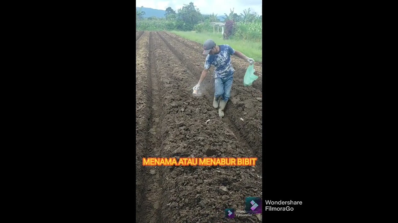 Cara Menanam Wortel Di Tanah Karo Berastagi