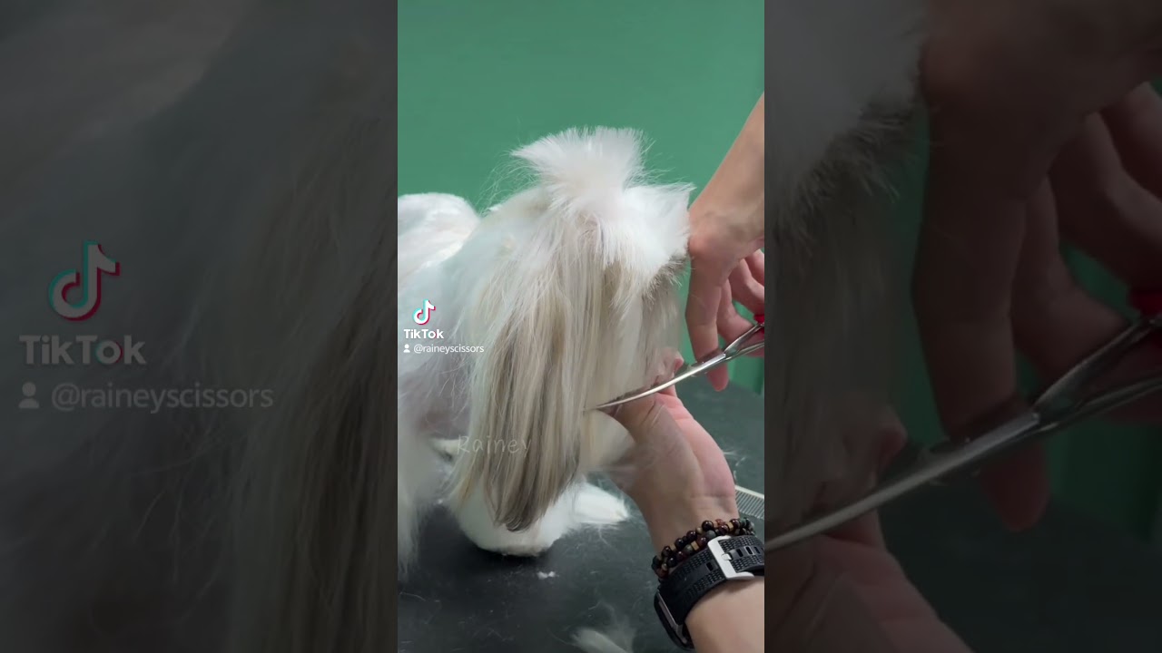 VG10 curved scissors. #factory #scissors #groom #pets #puppy #tools #sharpening #grooming #cute
