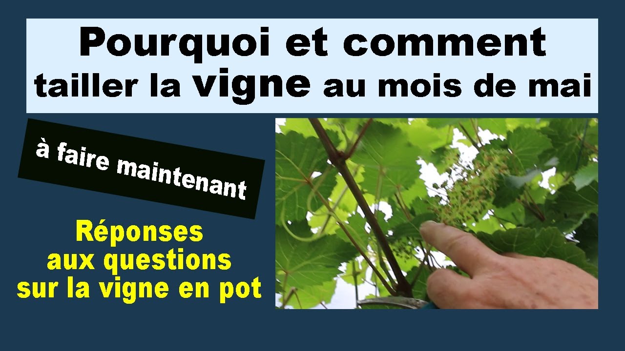Pourquoi et comment tailler la vigne au mois de mai