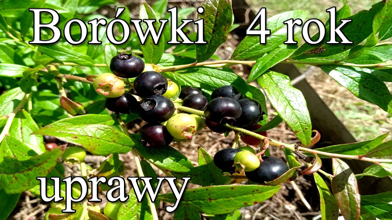 Borówki - 4 rok uprawy