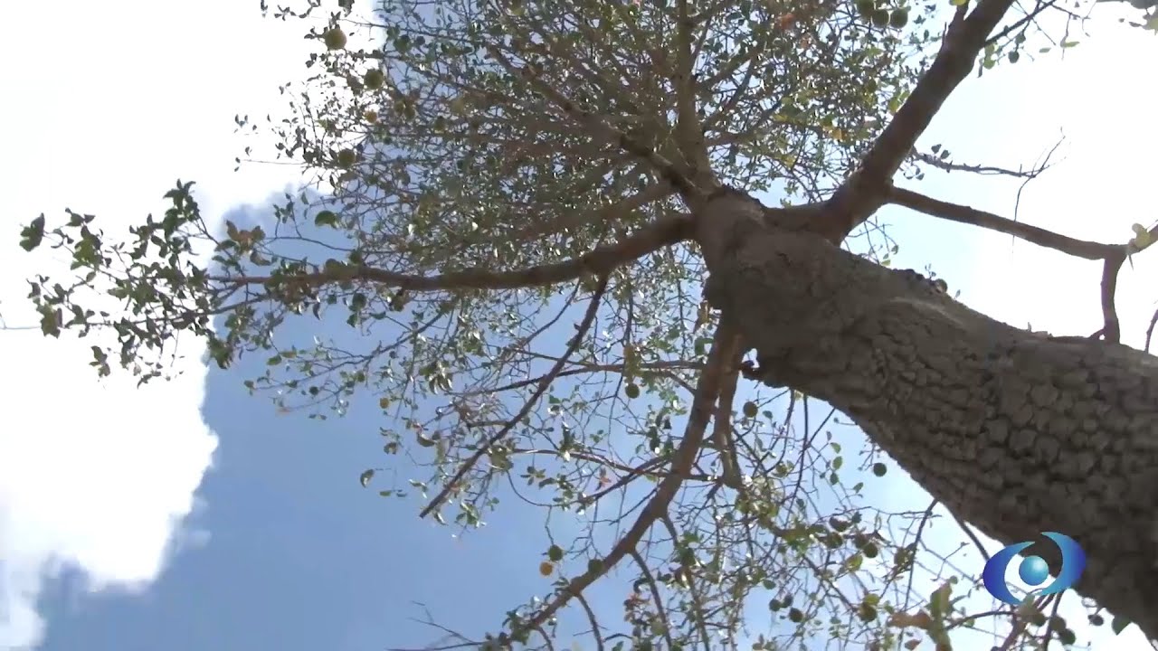Produção de Bacurí