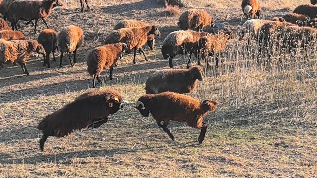 ERKEK KUZULARIN KAVGALARI BAŞLADI KÖPEKLER BİR BİRİYLE DALAŞIYORLAR.