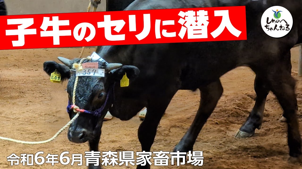 【潜入】青森県家畜市場！和牛を支える子牛セリを取材🐂
