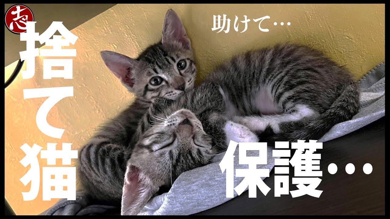 【ドッキリ】新しい家族が増えます！？みんなの反応が面白すぎたww