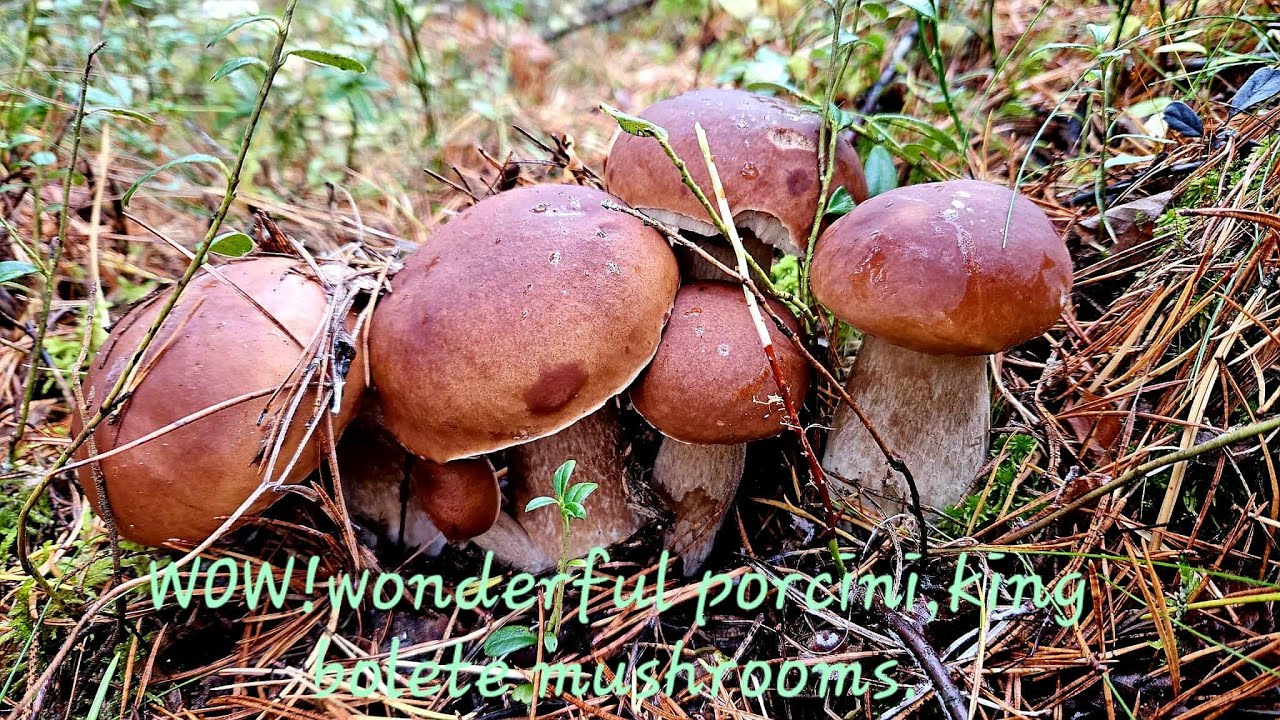 🍄‍🟫WOW!! Wonderful Porcini, King bolete mushrooms. #silent