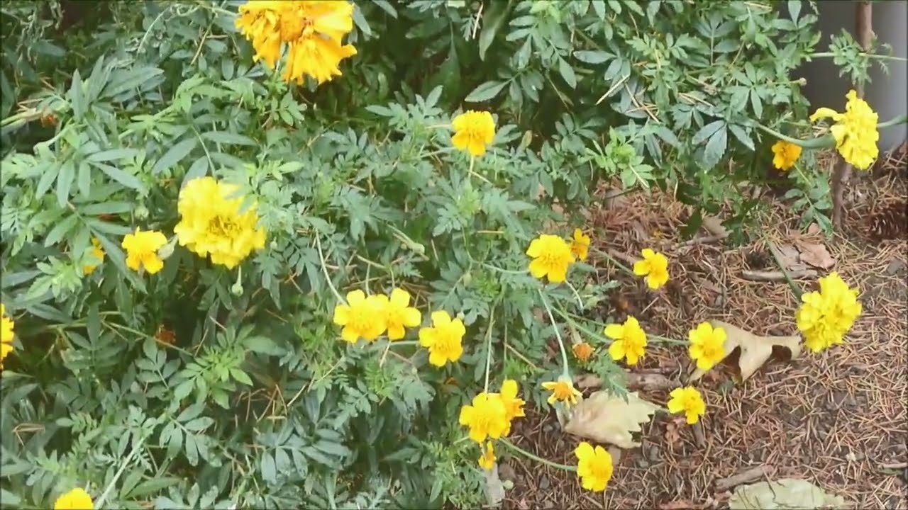 Growing Marigolds with an Automatically Watered Kratky Hydroponic Method