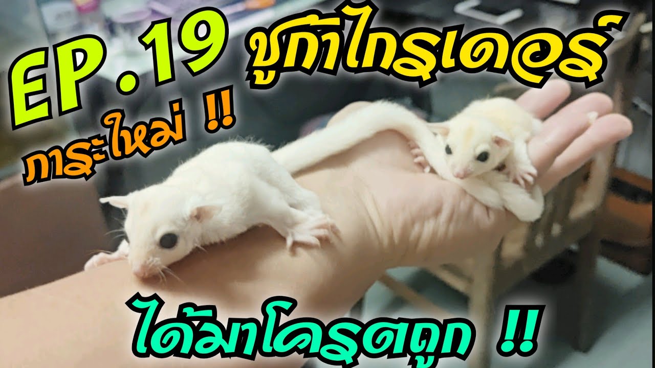 EP.19 ภาระใหม่ !! ชูก้าไกรเดอร์ ได้มาโครตถูก !! ราคา เร้า ๆ 🐿️