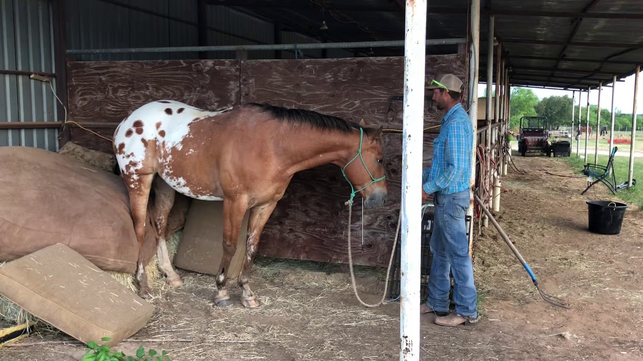 Teaching A Horse To Sit Down