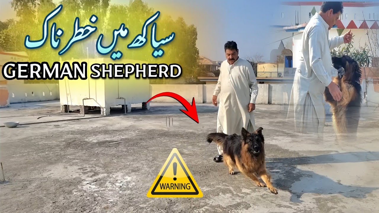 Dangerous German Shepherd Dog In Siakh Village 😱 | Siakh Mohra Agru Drone Video | Hammad Official