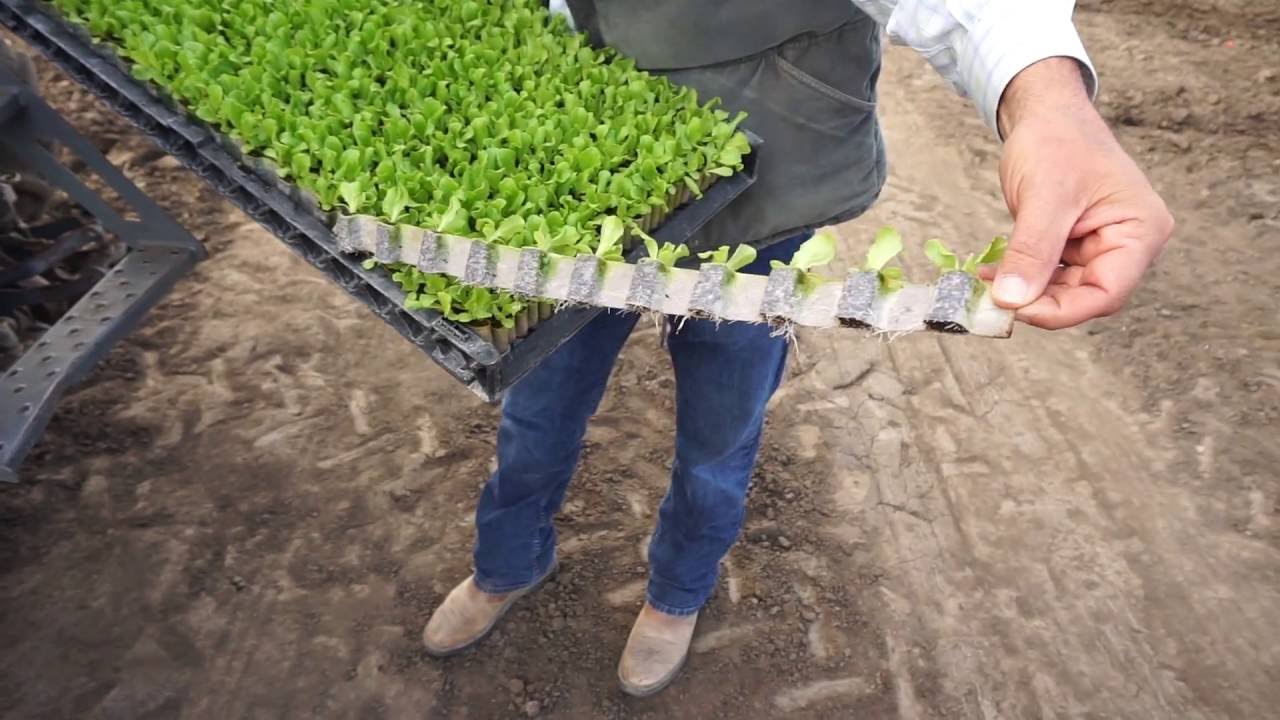 Automated Transplanting Saving Labor, Increasing Yields