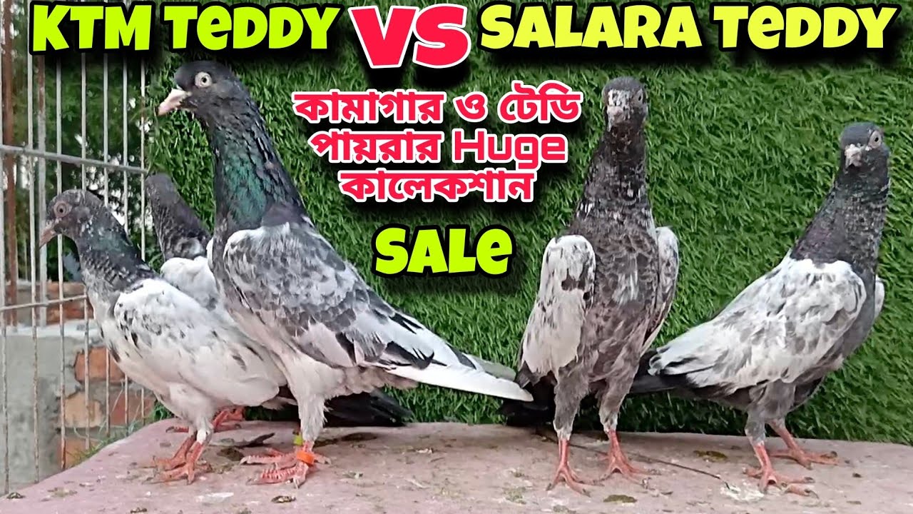 পিকুল - দার ঘরের Teddy Pigeon বাচ্চা ও Ktm saki Teddy ব্রিক্রি হবে 🔥 Import Line High Quality Pigeon