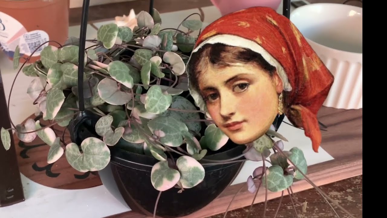 Suculenta Coração emaranhado variegata , a forma correta de cultivo