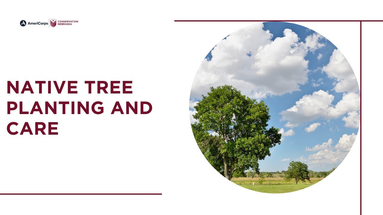 Native Tree Planting and Care