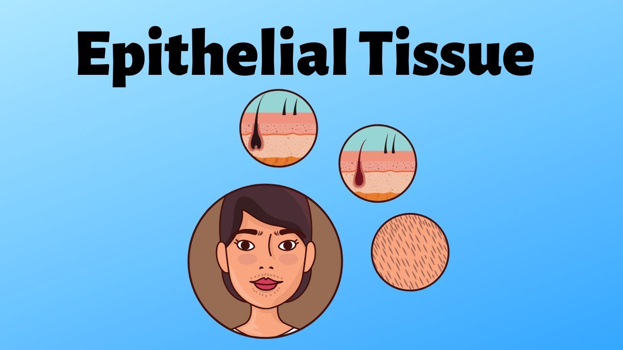 Different types of epithelial tissue