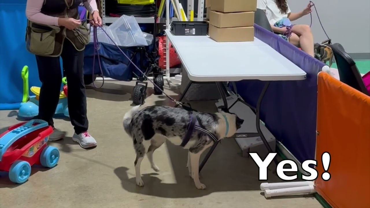 Nosework Dogs Get Paid at the Smell (Not at the Handler)