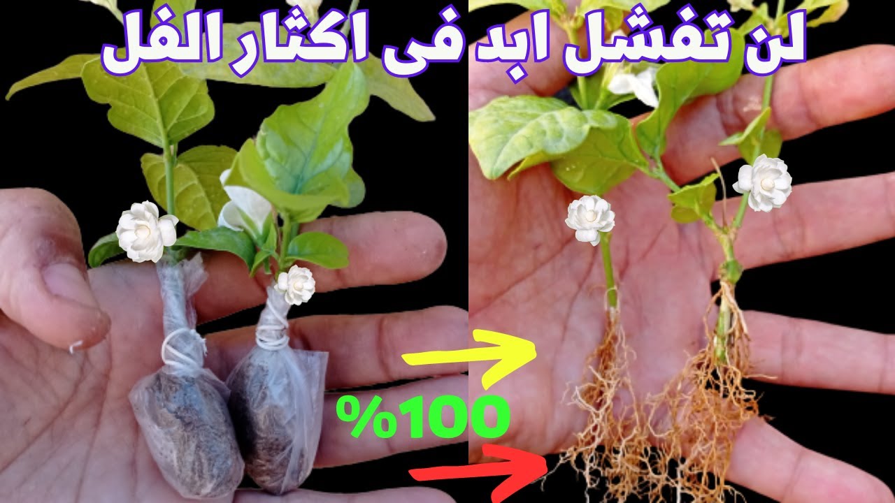 الفل اا الترقيد الهوائى فى نبات الفل واكثاره من نبات موجود عندك فى البيت بدون فلوس