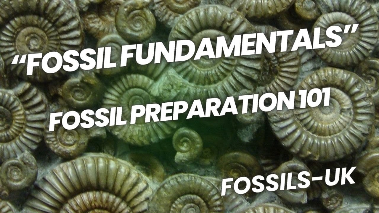 FOSSIL PREPARATION 101 - Fossil Fundamentals #fossilpreparation #fossils #fossilhunting #science