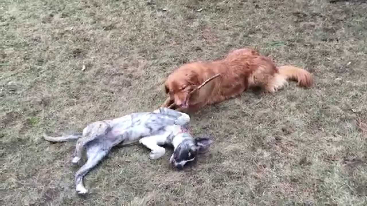Toller and the new puppy