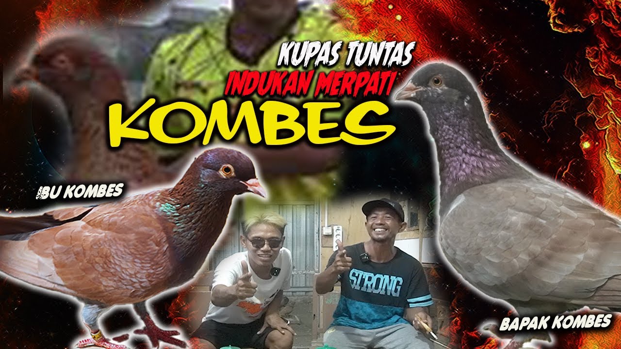 MERPATI KOMBES ❗❗❗️INDUKAN, ADIK-ADIKNYA MASIH ADA & BAHKAN SIMBAHNYA KOMBES MASIH ADA PAMAN.