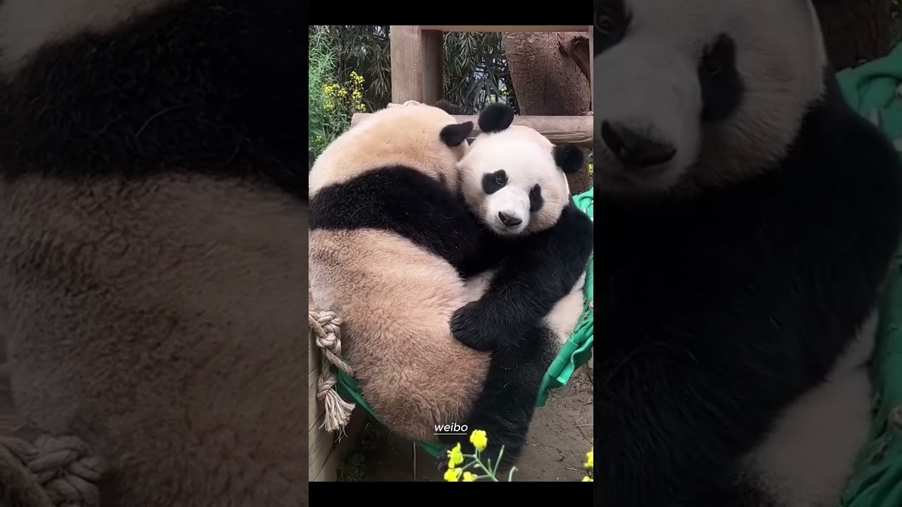 Ph&uacute;c Bảo nghịch ngợm #panda #petlovers #gấutr&uacute;c #fubao #aibao #cutepanda #everland #푸바오 #福宝 #爱宝