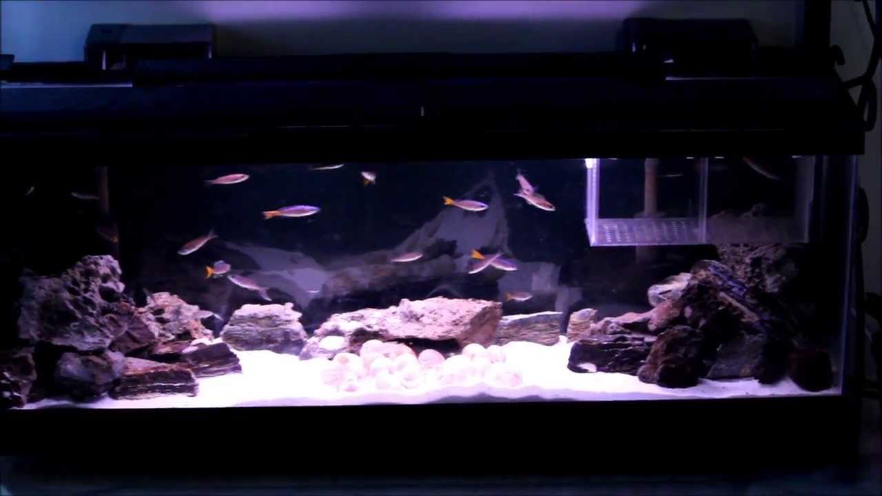 Tanganyika Tank Update - Julidochromis Transcriptus added