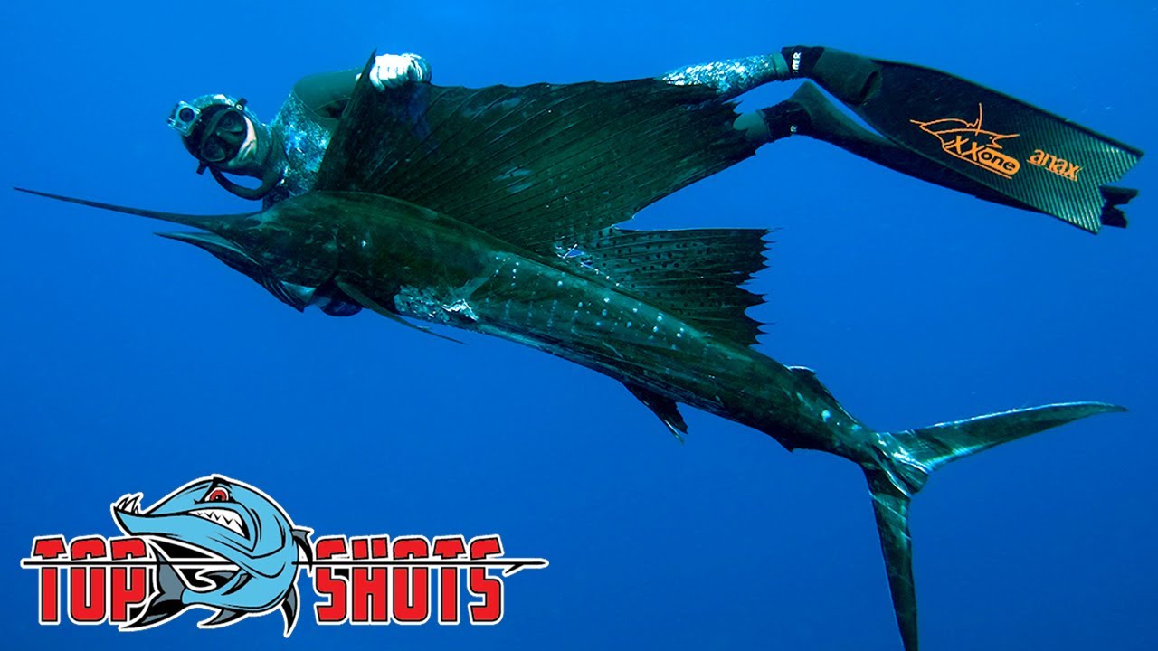 Top Shots Spearfishing News -  Gulf Grouper and Madagascan Sailfish