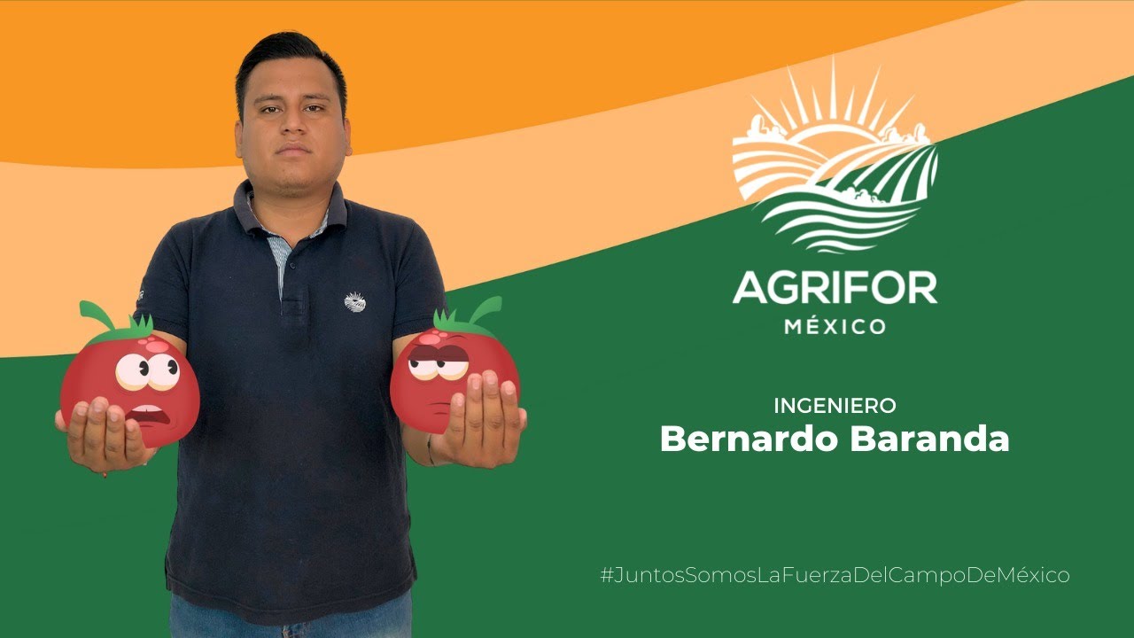 🍅🍅APLICACIÓN PARA FUSARIUM, FUERTE INSIDENCIA 🍅🍅
