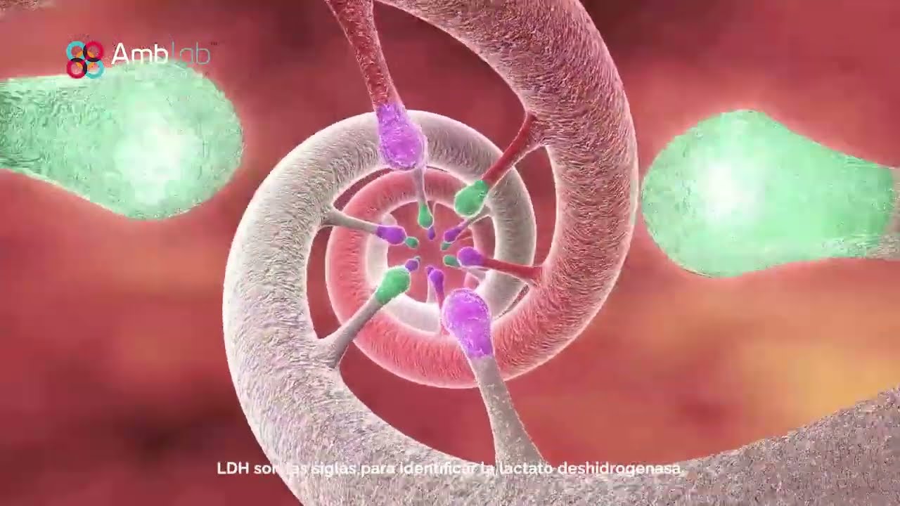 LDH Alto: &iquest;Qu&eacute; Significa y por qu&eacute; es Importante? | Ambar Lab