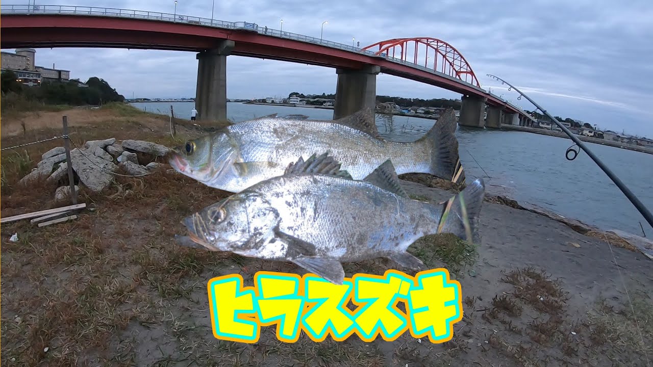 那珂川河口でシーバス、ヒラメ、マゴチ狙いでまさかのヒラスズキが！！【秋１０月】